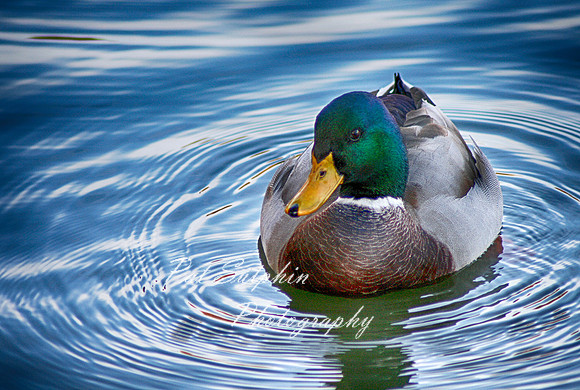 Duck