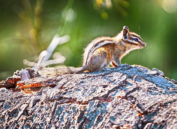 Chipmunk