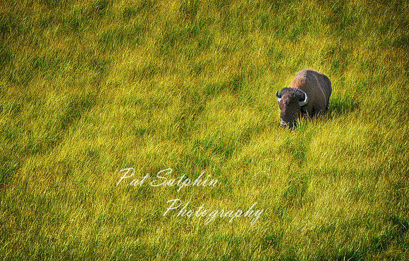 Buffalo 01