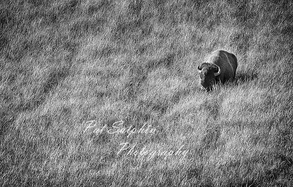 Buffalo 02