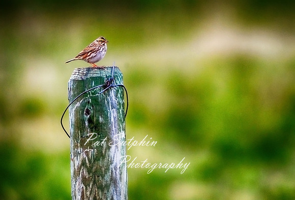 Bird Post