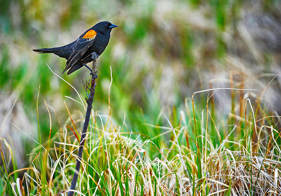 Black Bird