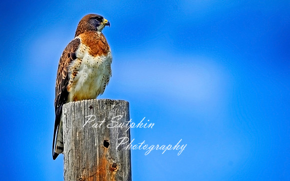 Hawk