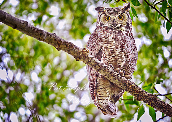 Owl 01
