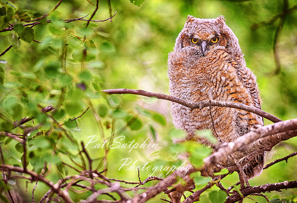 Owl 02