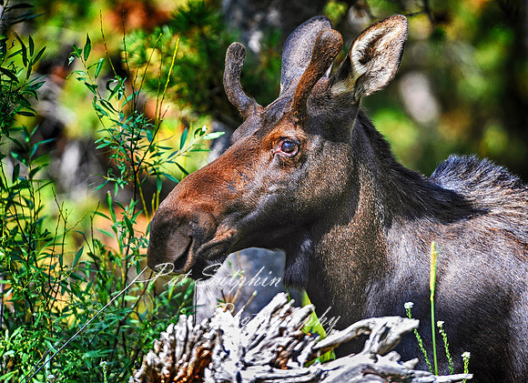 Moose 02