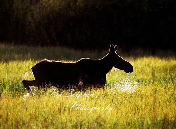Moose 03