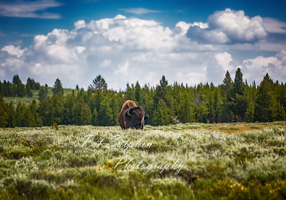 Yellowstone23-01