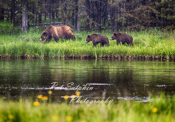 Yellowstone23-18