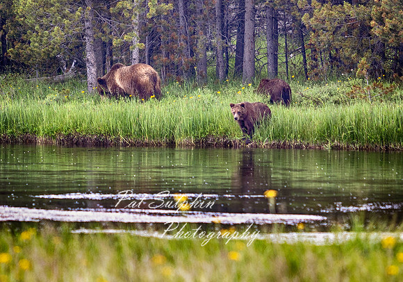 Yellowstone23-19