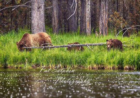 Yellowstone23-17