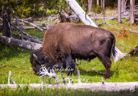 Yellowstone23-20