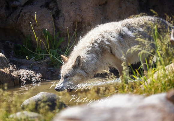Yellowstone23-23