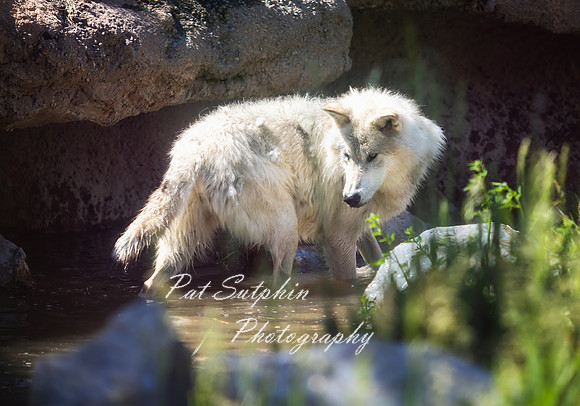 Yellowstone23-24