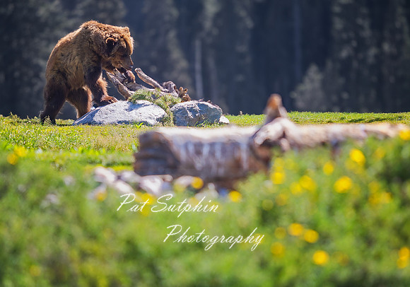 Yellowstone23-26
