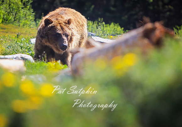 Yellowstone23-28