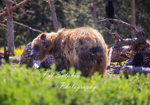 Yellowstone23-29