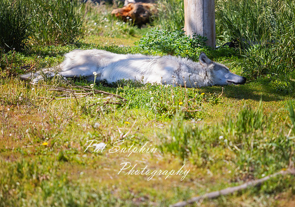 Yellowstone23-27