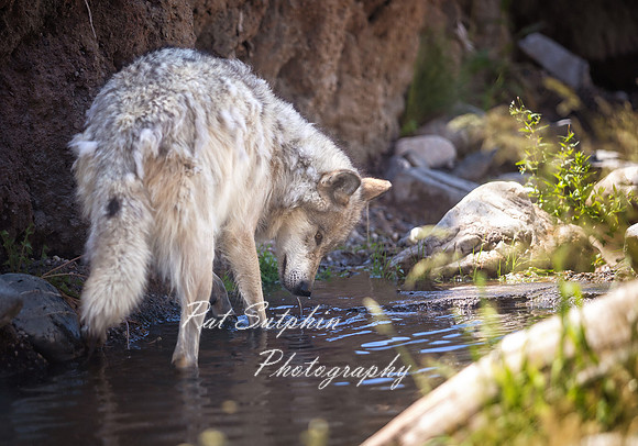 Yellowstone23-46
