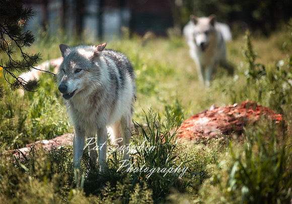 Yellowstone23-47