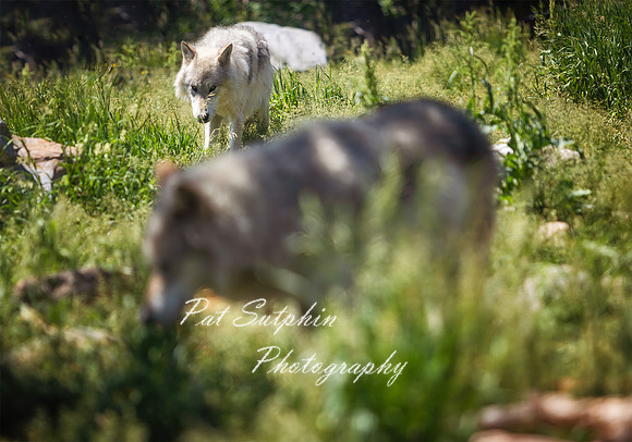 Yellowstone23-48