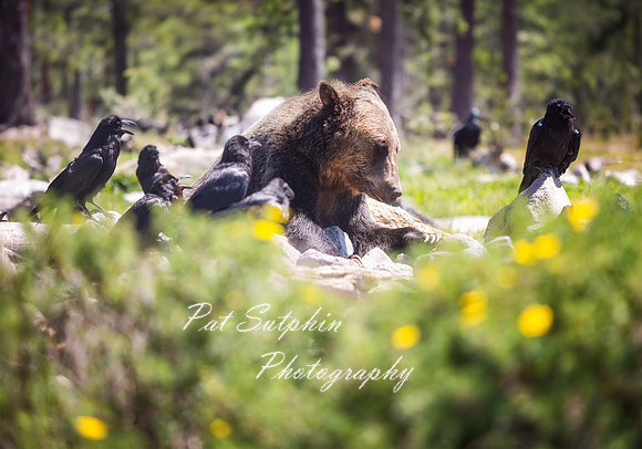 Yellowstone23-49