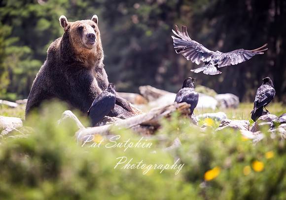 Yellowstone23-50