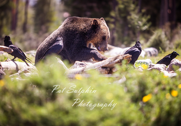 Yellowstone23-51