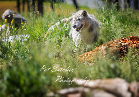 Yellowstone23-53