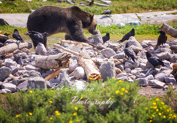 Yellowstone23-52
