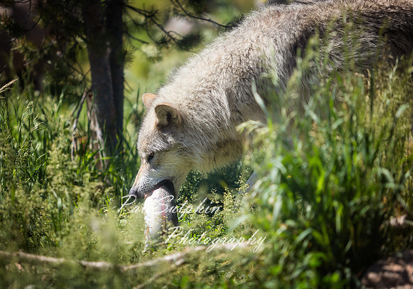 Yellowstone23-54