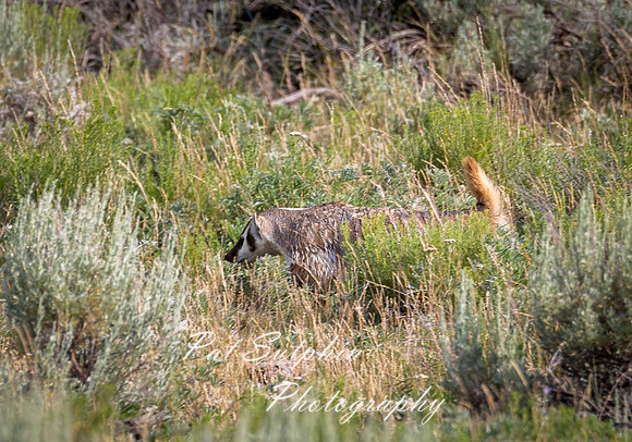 Yellowstone 069