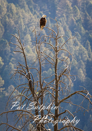 Yellowstone 084