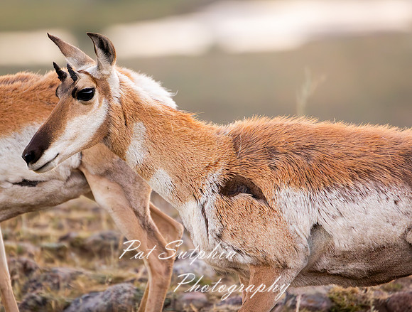 Yellowstone 020