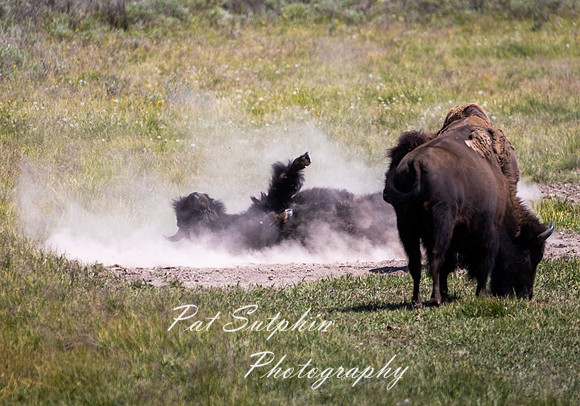 Yellowstone 064