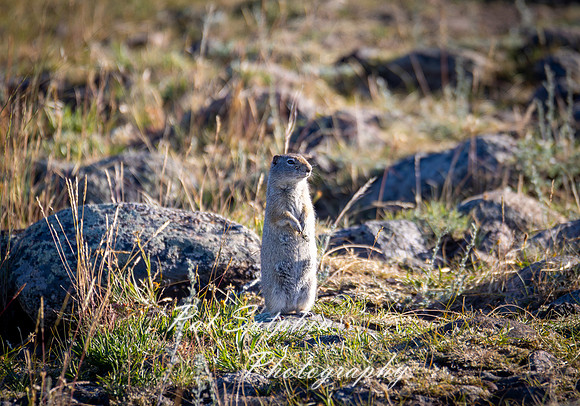 Yellowstone 032