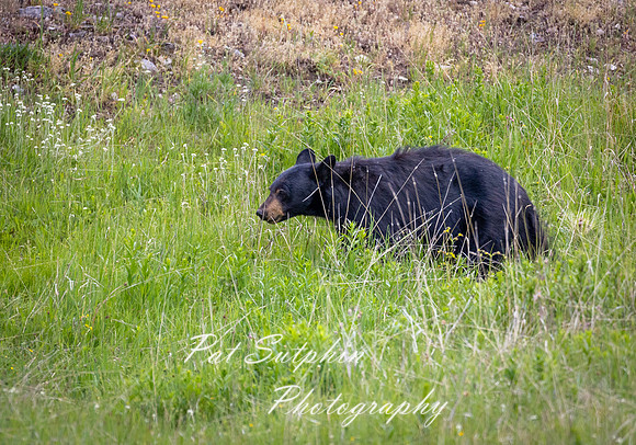 Yellowstone 076