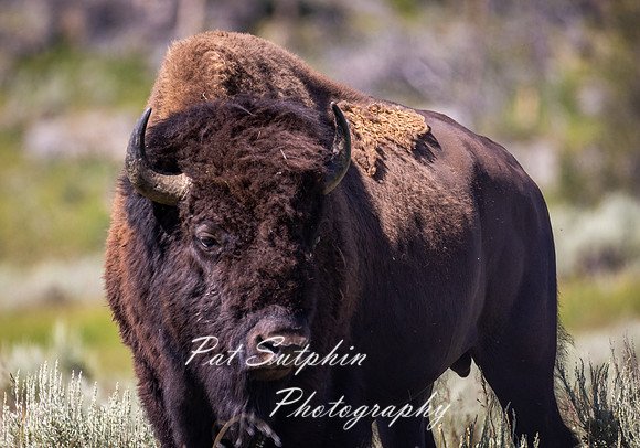 Yellowstone 044