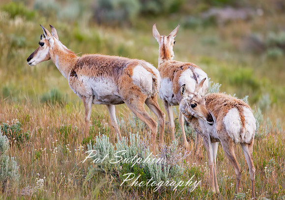 Yellowstone 021