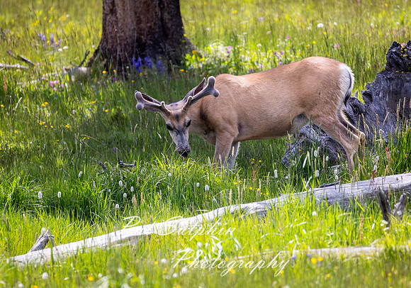 Yellowstone 010