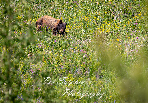 Yellowstone 052